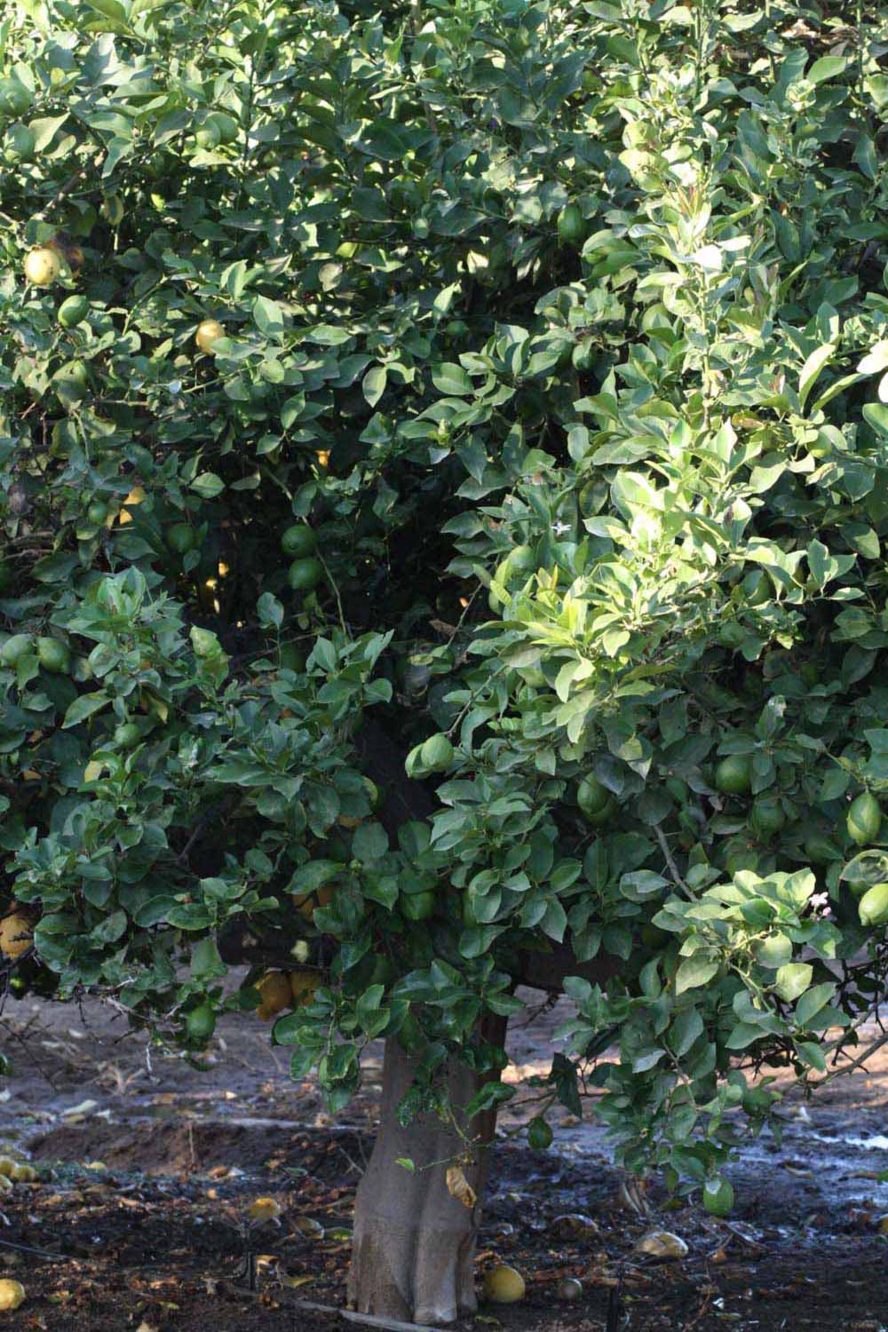            Habit (Riverside, CA)   